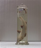 藏品(原鮫)的圖片